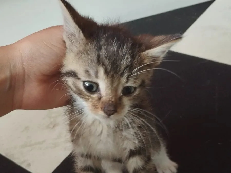 Brookie, Chat à adopter
