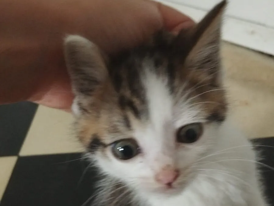 Bounty, Chat à adopter