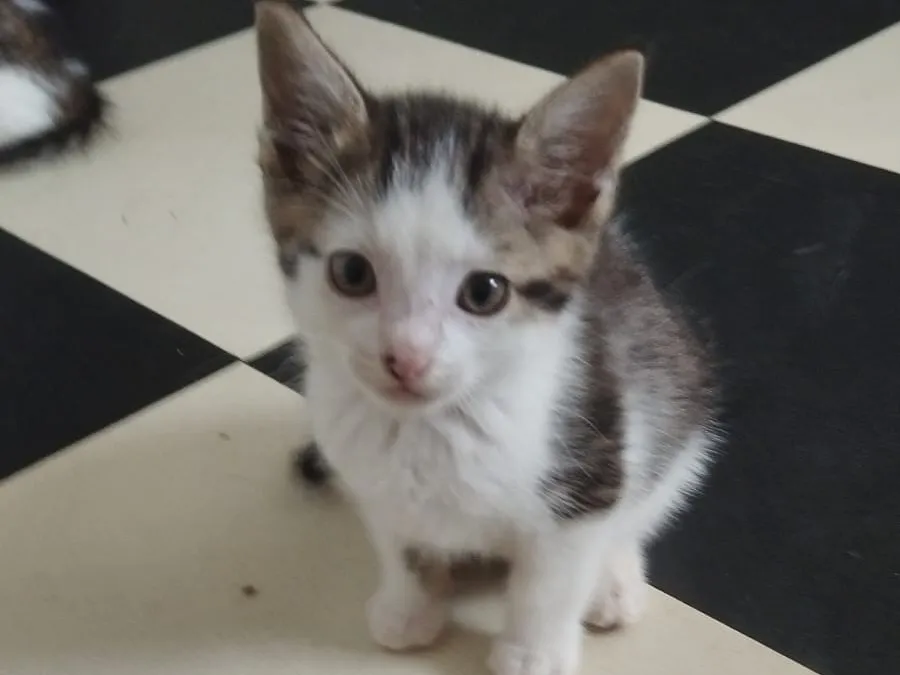 Bichette, Chat à adopter