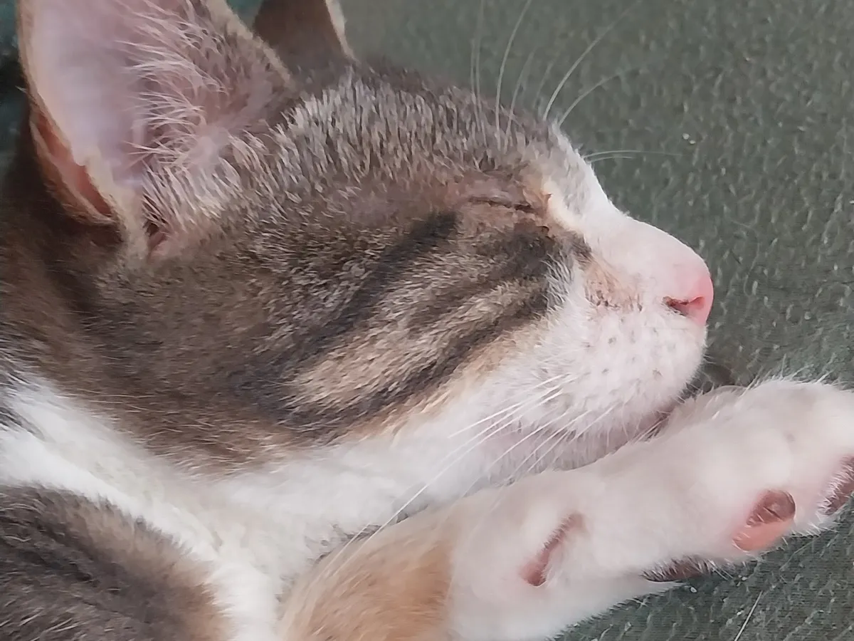 030. BALOU, Chat à adopter à Aveze
