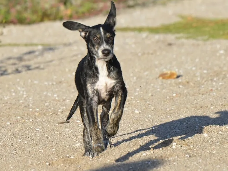SUN, Chien à adopter en Île-de-France