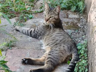 MALO, Chat à adopter dans les Pays de la Loire