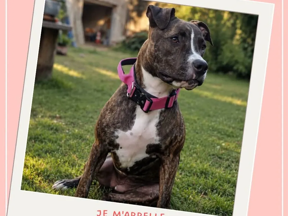 TIKIE, Chien à adopter en Occitanie