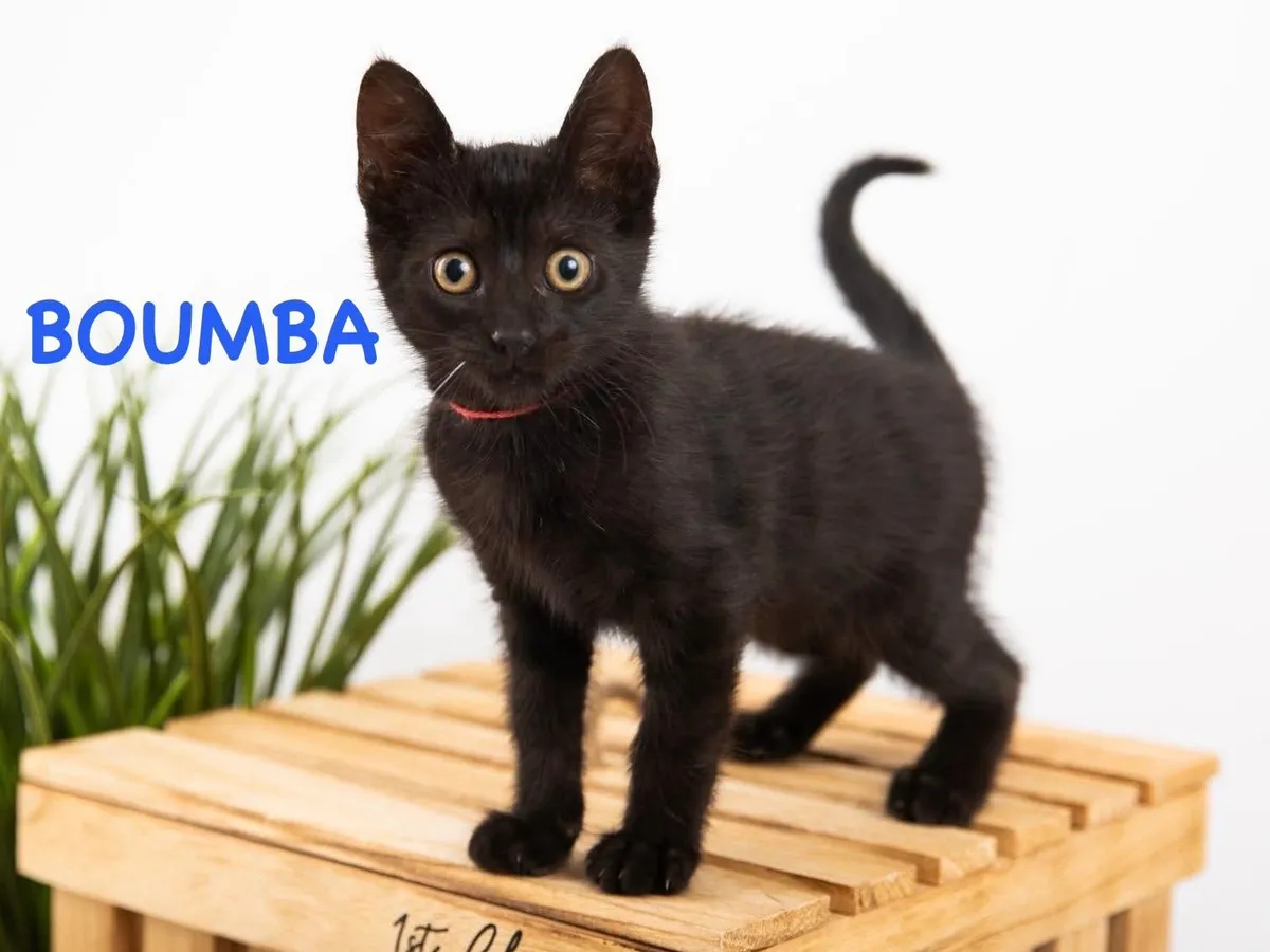 BOUMBA, Chat à adopter en Occitanie