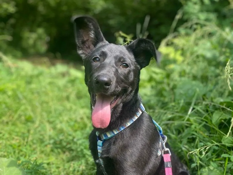 SCARLET, Chien à adopter au Poislay