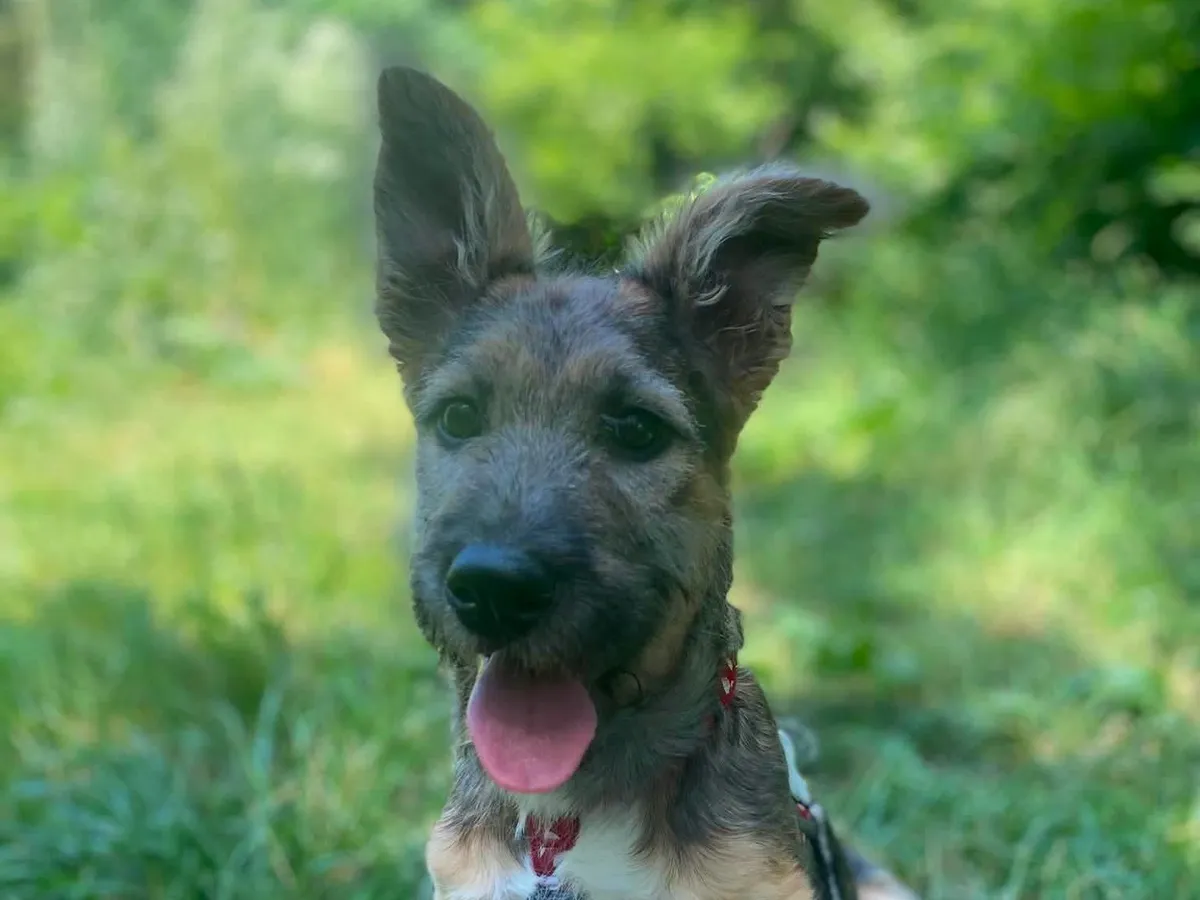 KENYA, Chien à adopter au Poislay