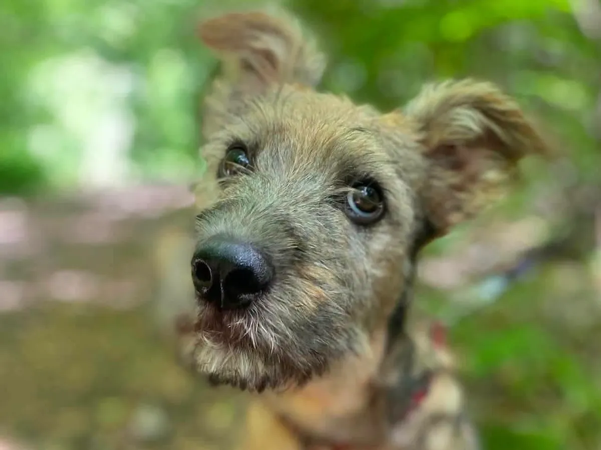 CHRIS, Chien à adopter au Poislay