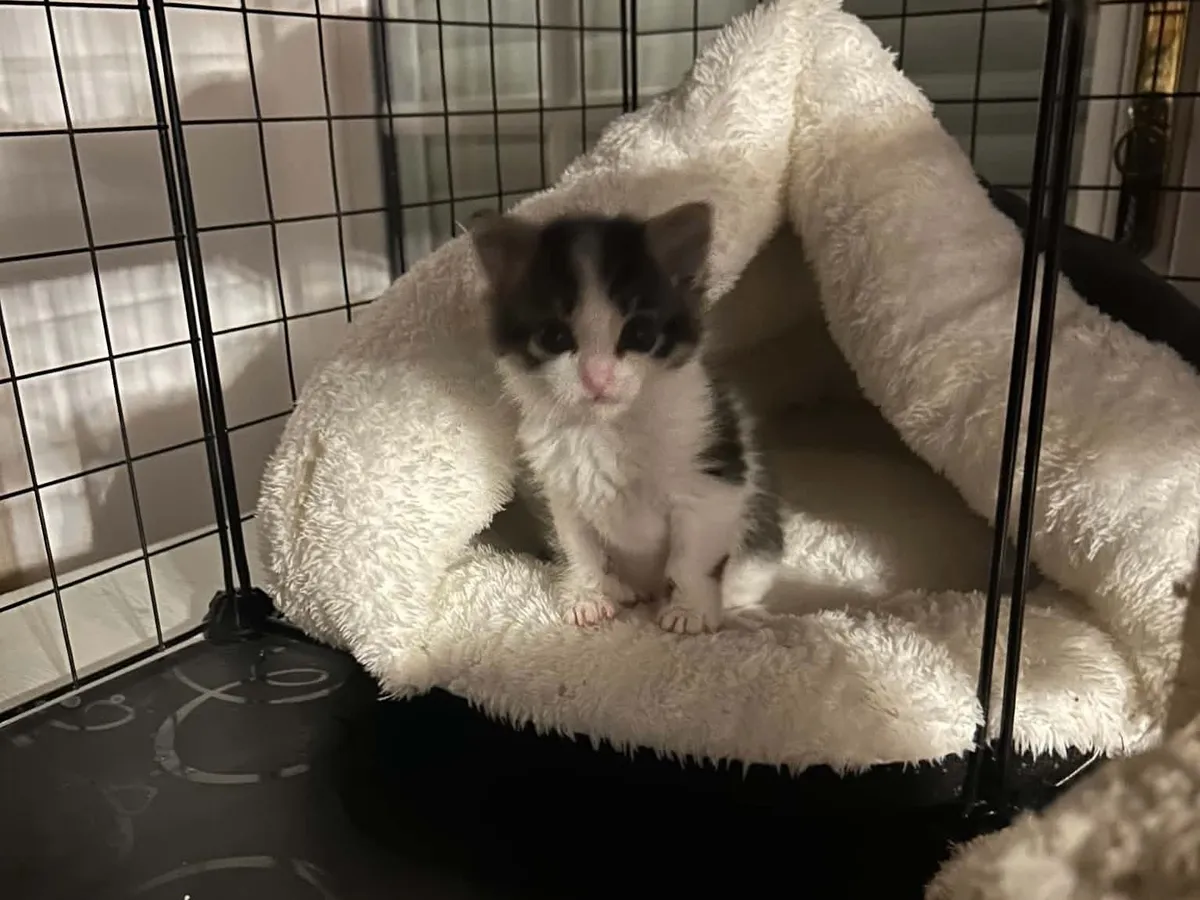 BELINDA, Chat à adopter à St André le Gaz