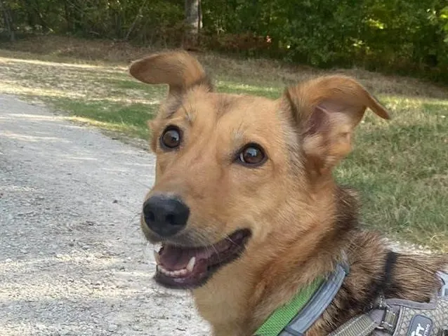 YASHKA, Chien à adopter au Poislay