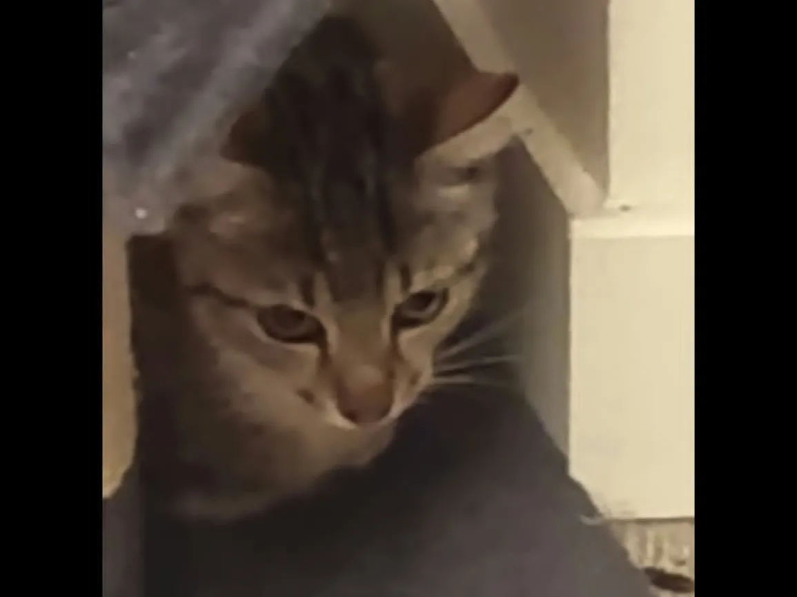 POUPON, Chat à adopter en Auvergne-Rhône-Alpes