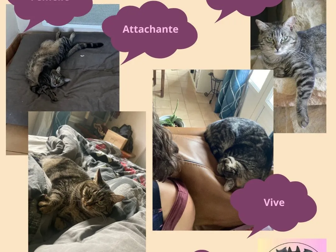 MIMINE, Chat à adopter à Gaillac