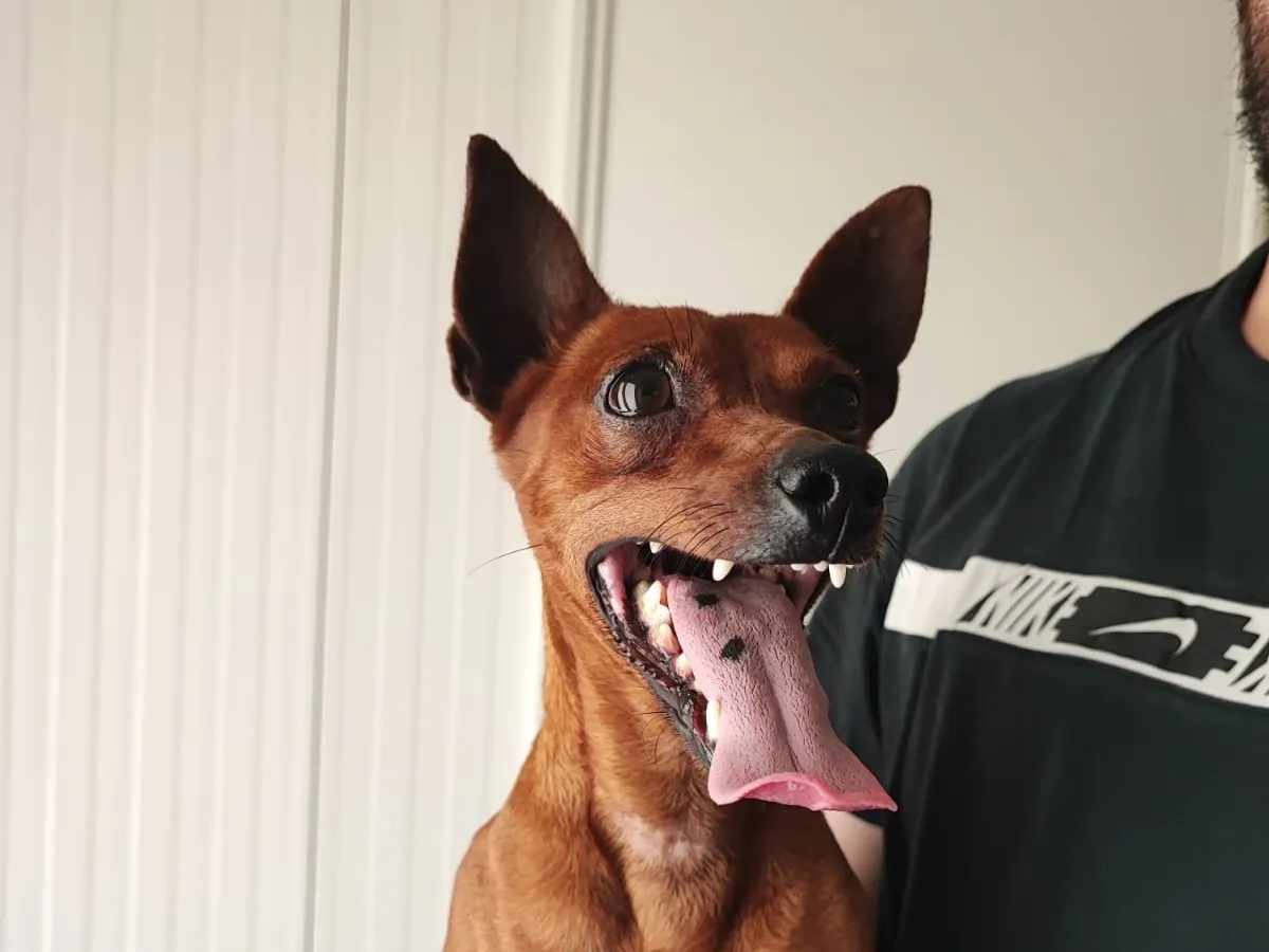 Cookie, Chien à adopter à Mulhouse