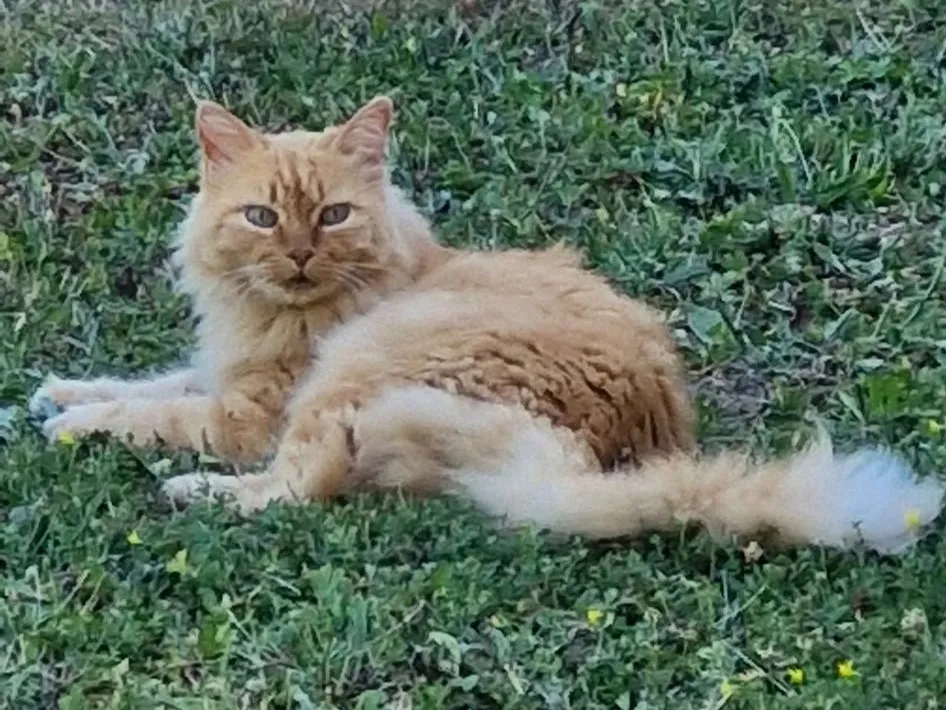EDDY, Chat à adopter en Occitanie