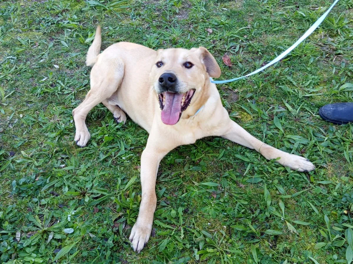 Bowie, Chien à adopter à Mulhouse