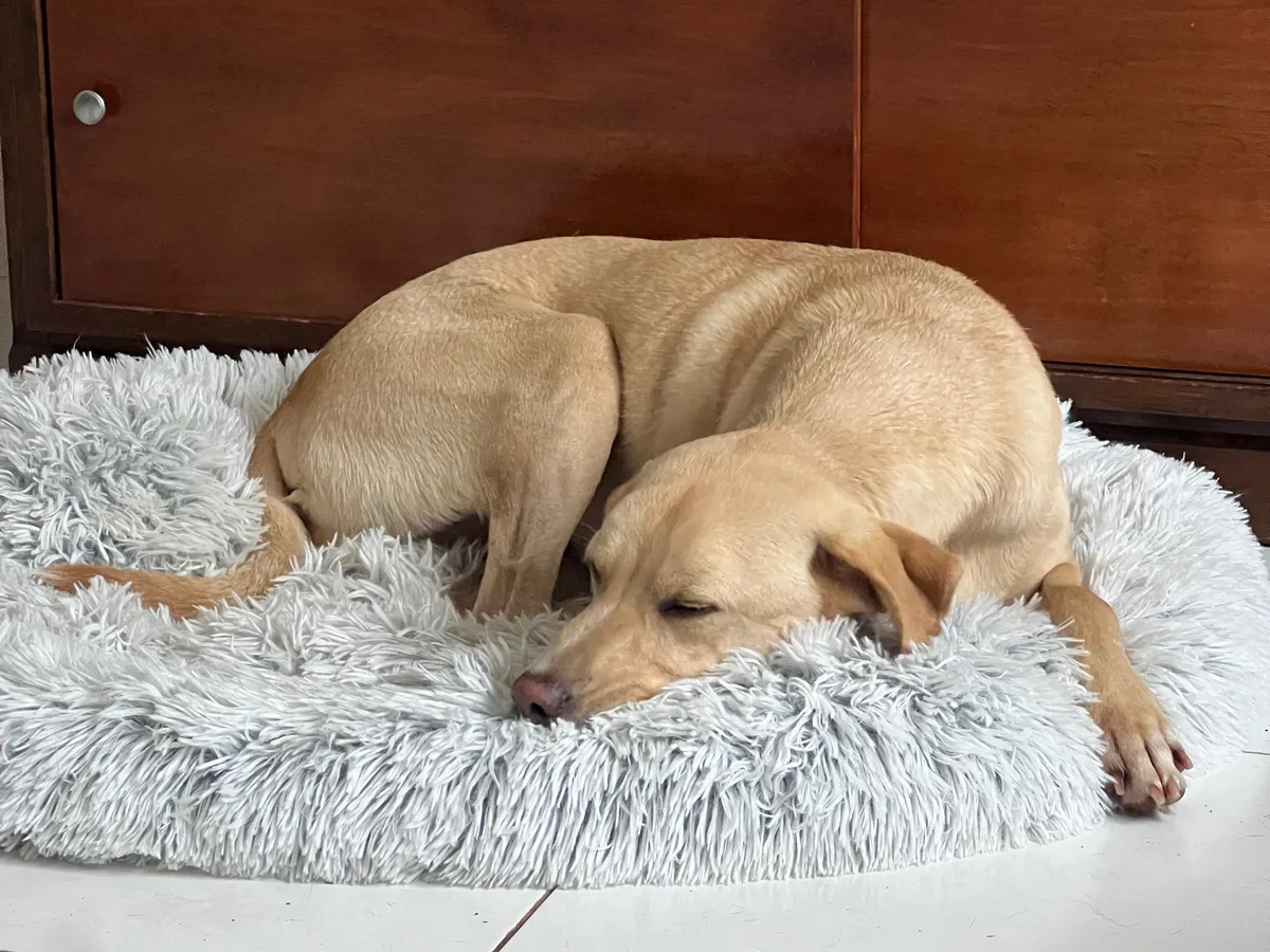 Iniko, Chien à adopter à Mulhouse
