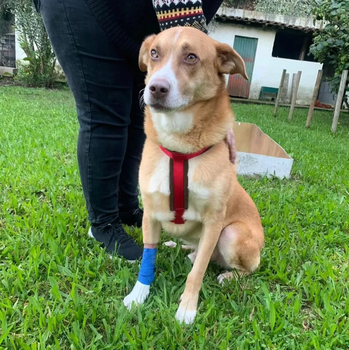 Brownie, Chien à adopter à Mulhouse