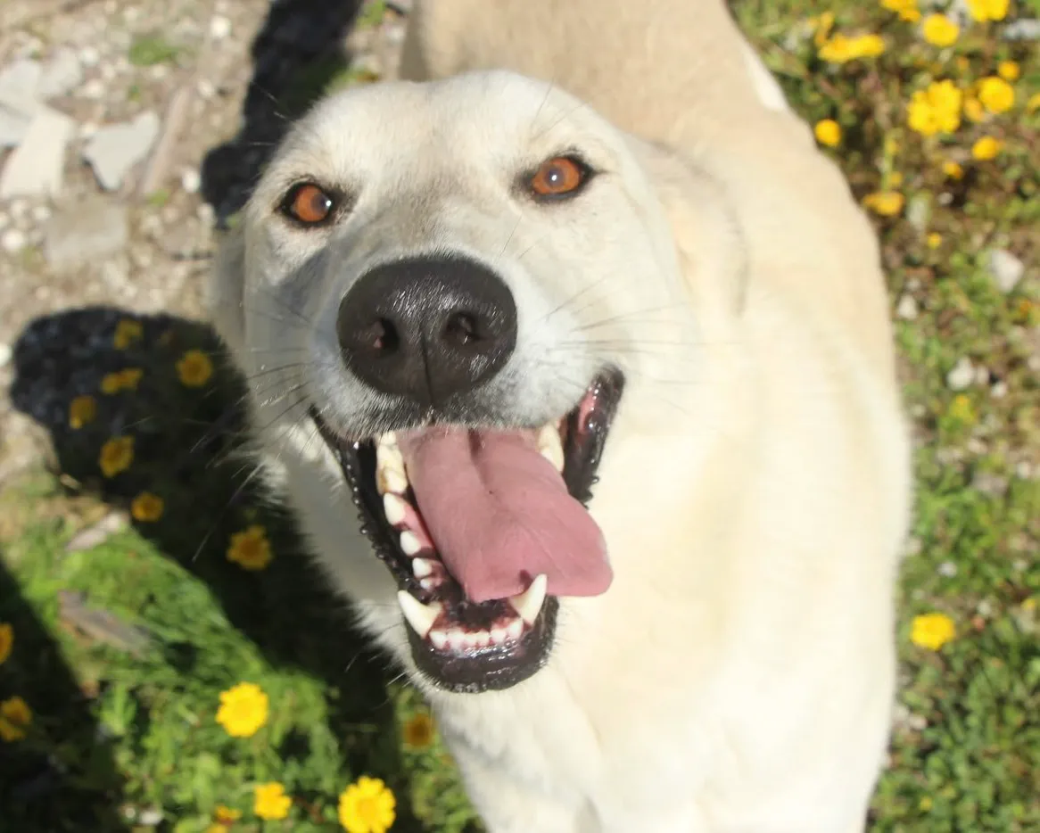 Morango, Chien à adopter à Mulhouse