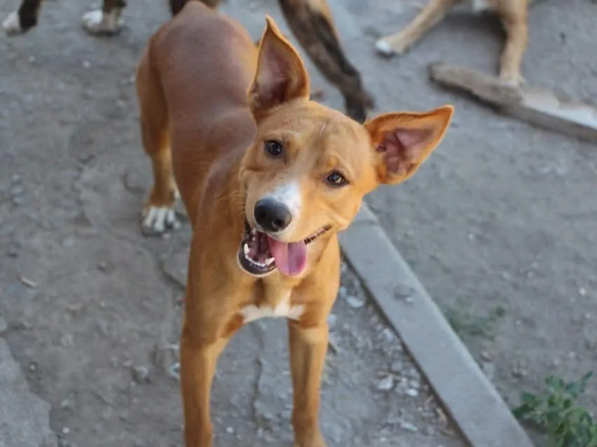 Charlie, Chien à adopter à Mulhouse