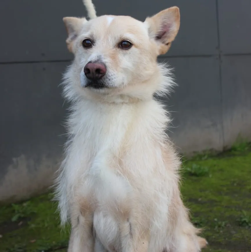 Edison, Chien à adopter à Mulhouse