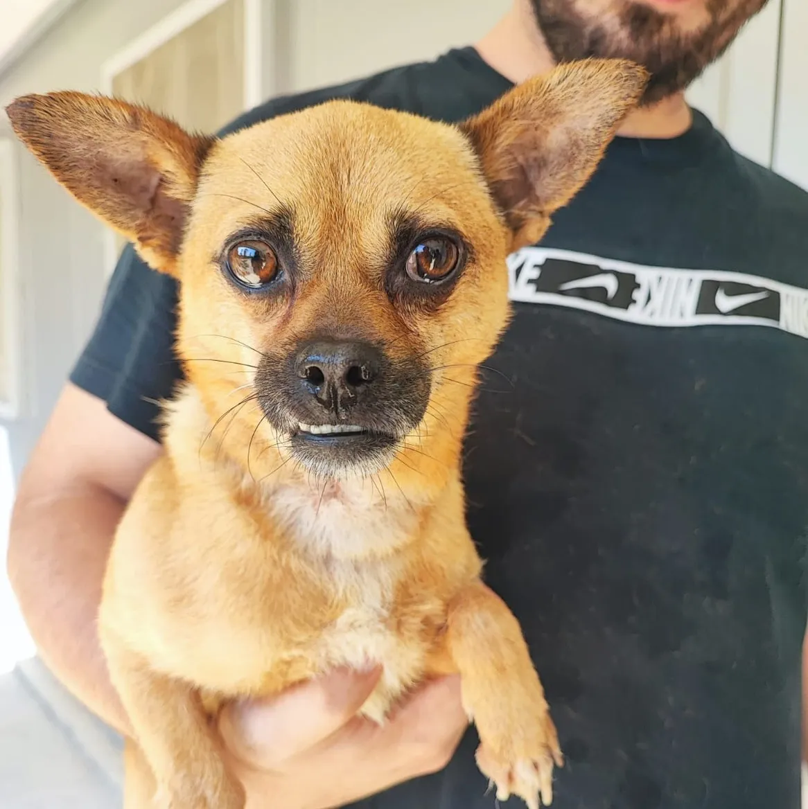 Lucas, Chien à adopter à Mulhouse