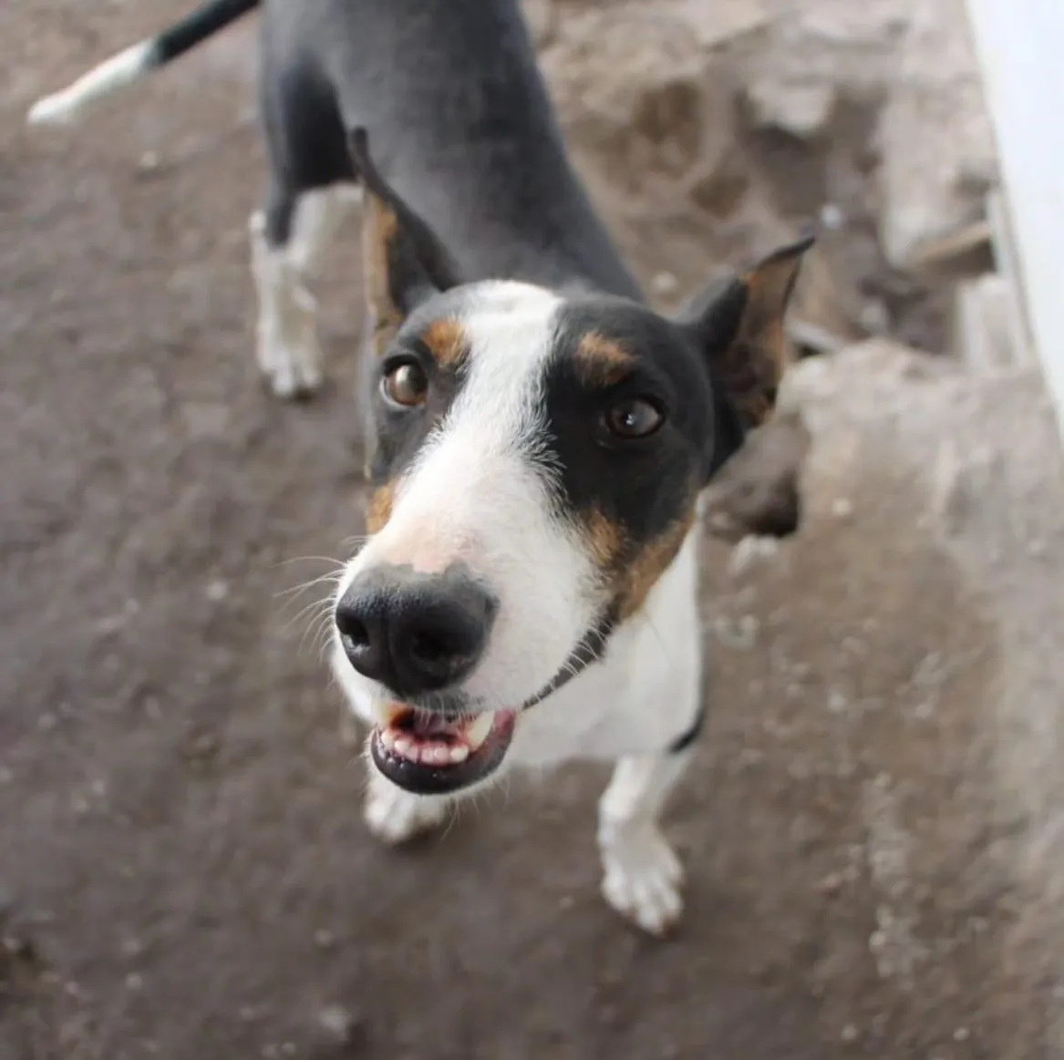 Miki, Chien à adopter à Mulhouse