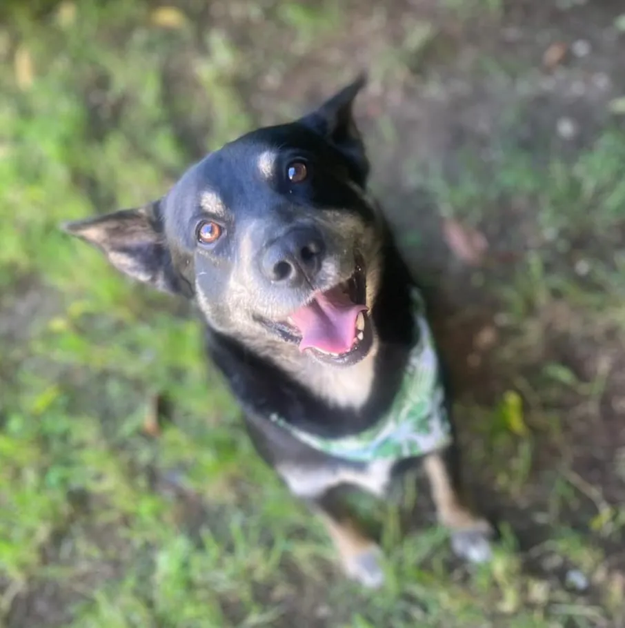 Piki, Chien à adopter à Mulhouse
