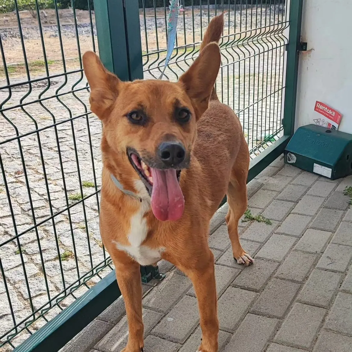 Snoopy, Chien à adopter à Mulhouse