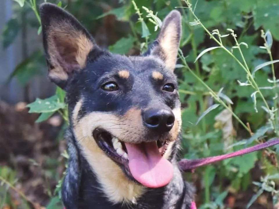 SHARLOTA, Chien à adopter au Poislay