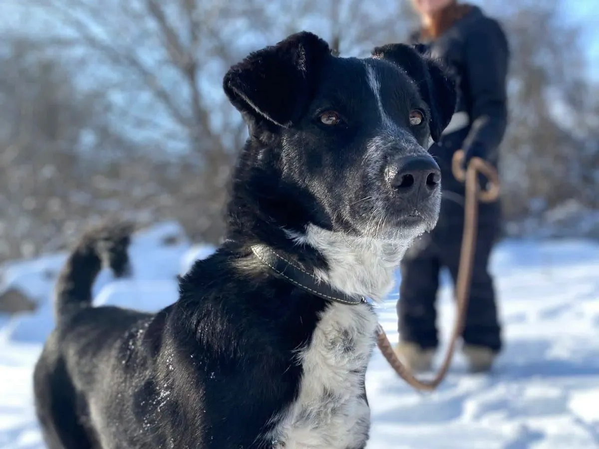 BEAM, Chien à adopter au Poislay