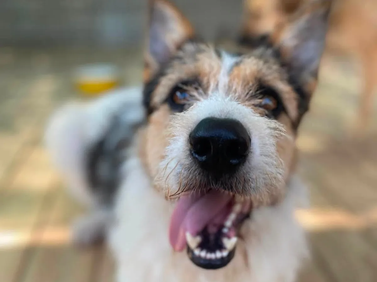 BARBOS, Chien à adopter au Poislay