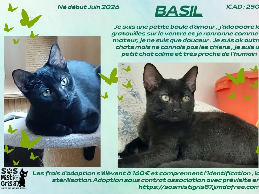 BASIL, Chat à adopter en Nouvelle-Aquitaine