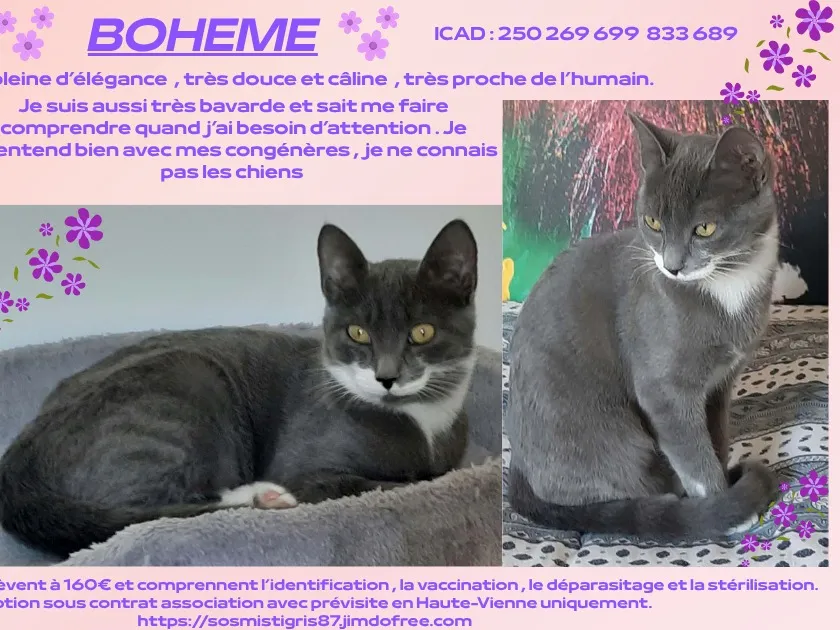 BOHEME, Chat à adopter en Nouvelle-Aquitaine