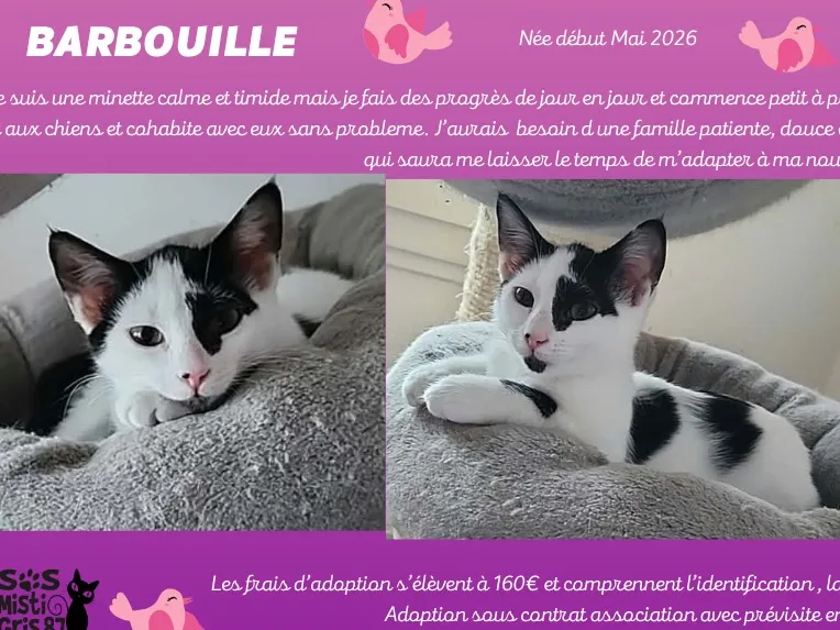 BARBOUILLE, Chat à adopter en Nouvelle-Aquitaine