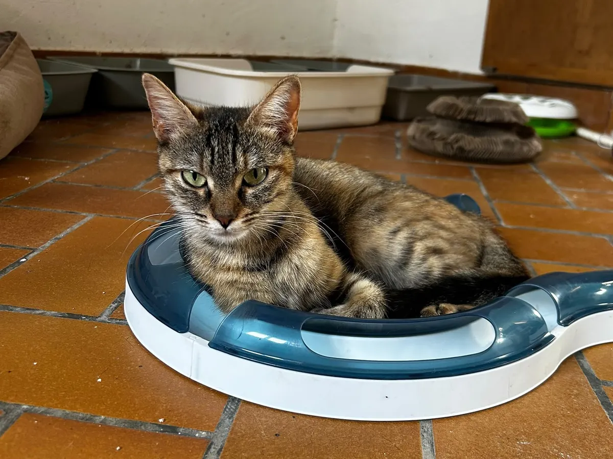 Alba, Chat à adopter en Bourgogne-Franche-Comté