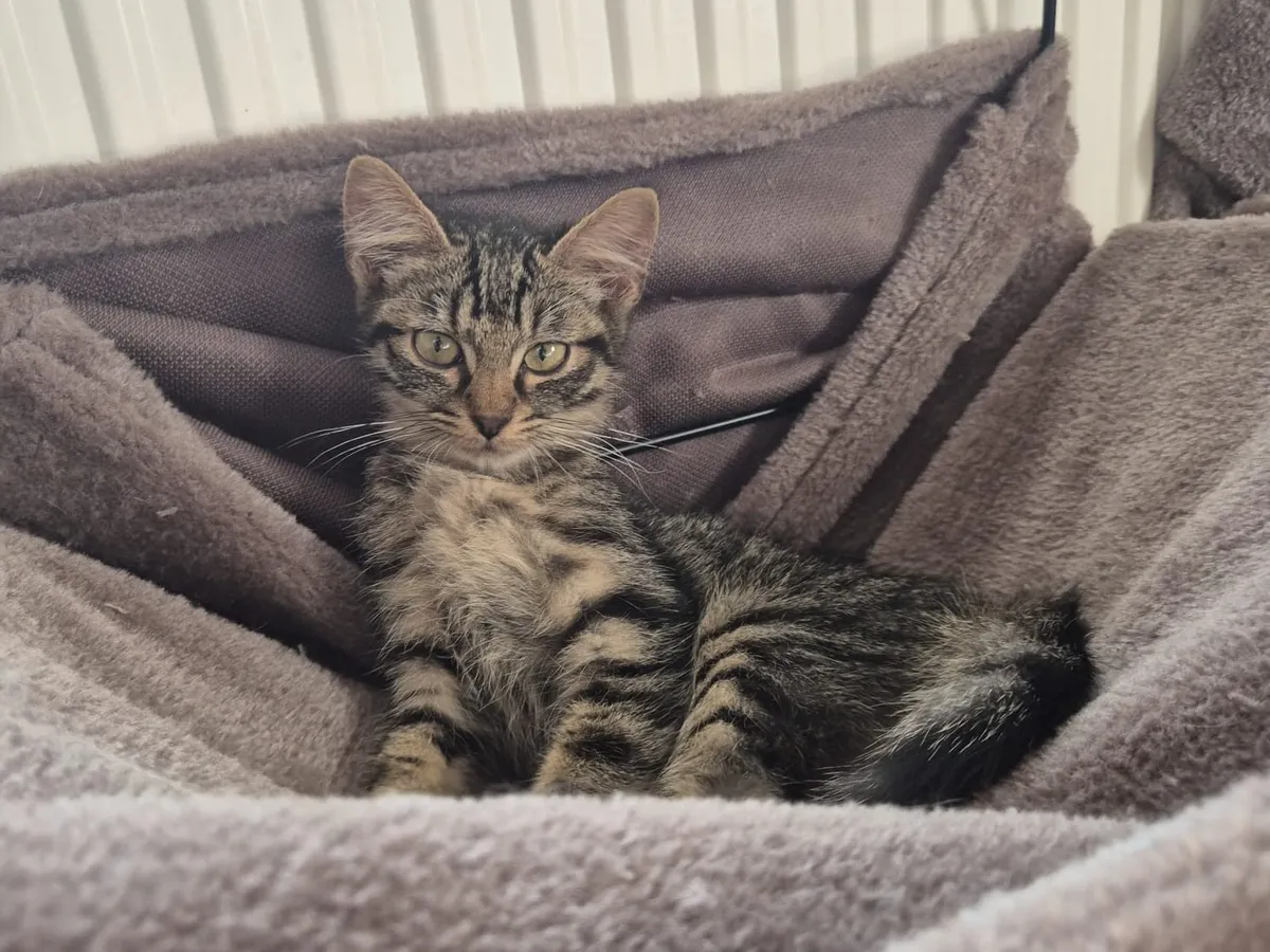 Alex, Chat à adopter en Bourgogne-Franche-Comté