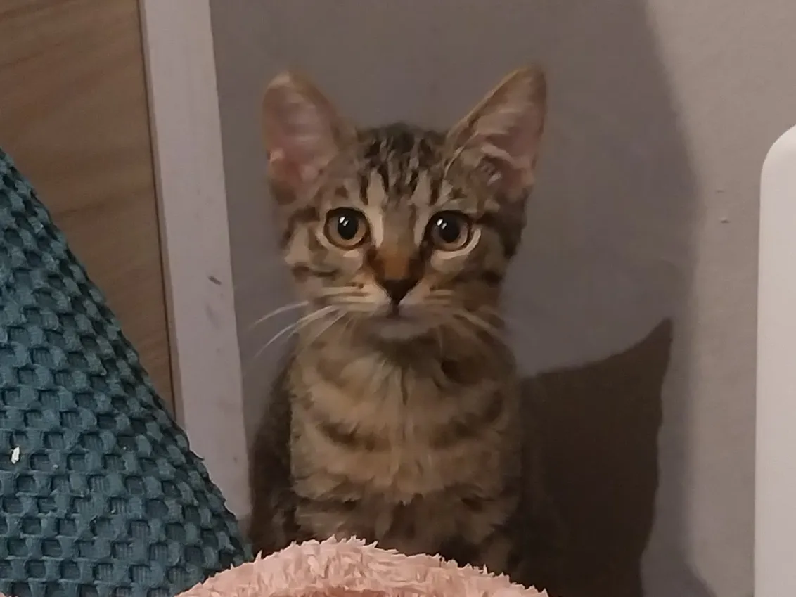 098. GRIBOUILLE, Chat à adopter en Occitanie