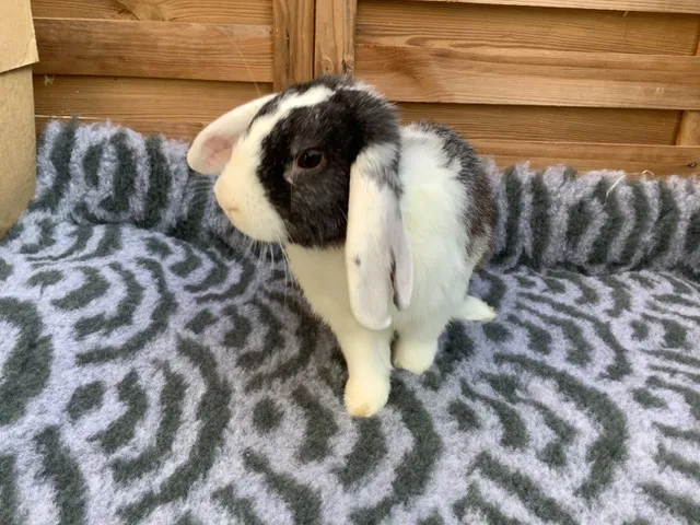 Jax, Lapin à adopter en Île-de-France