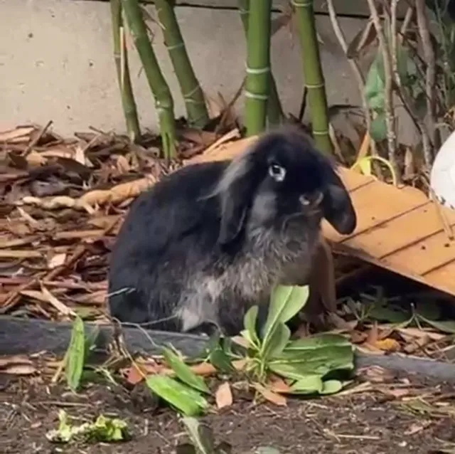 Patoune, Lapin à adopter en Île-de-France