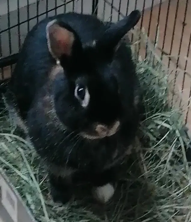 Réglisse, Lapin à adopter en Île-de-France