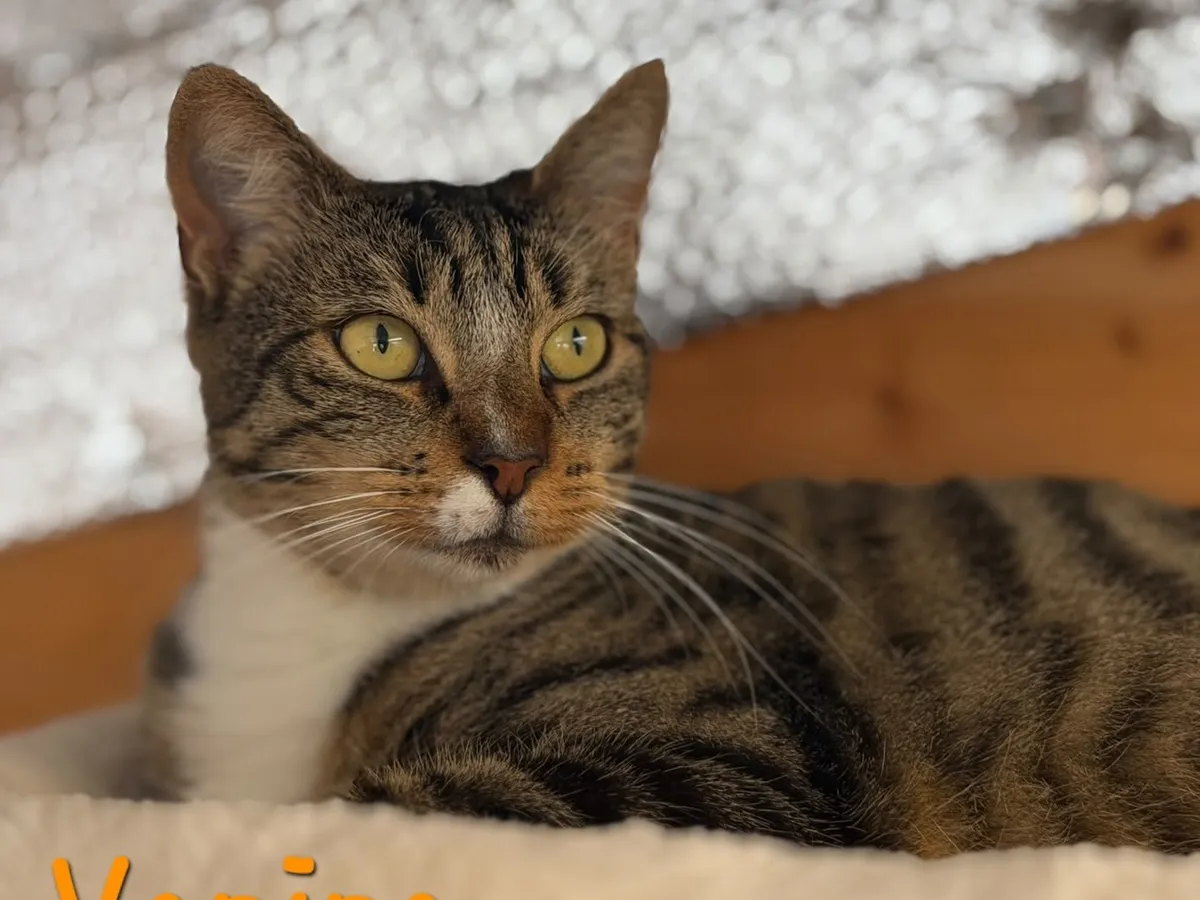 VANINA, Chat à adopter en Auvergne-Rhône-Alpes