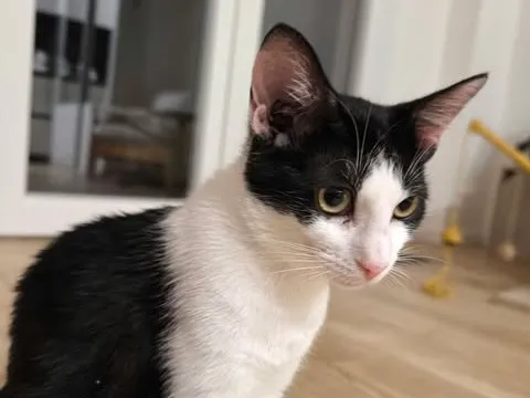 Bastet, Chat à adopter en Occitanie