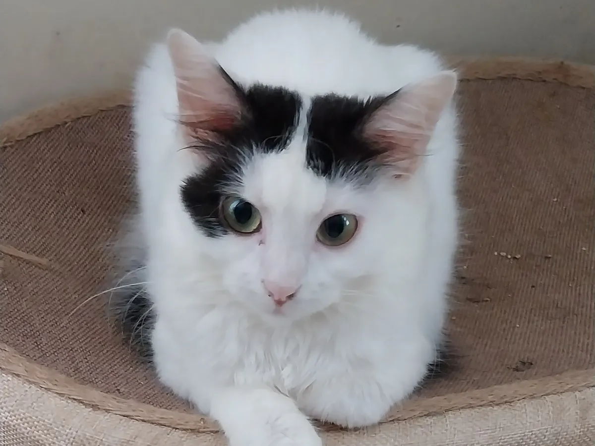 113. FLORA, Chat à adopter
