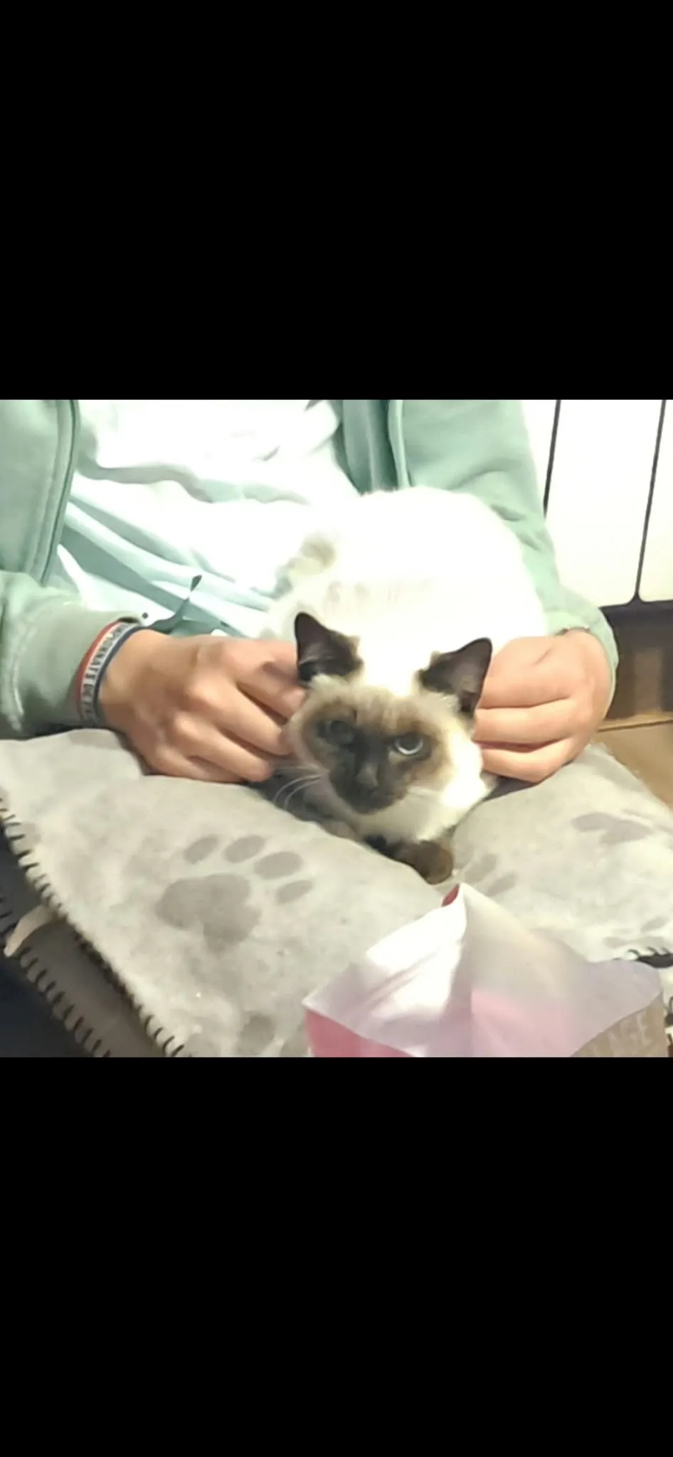 BERLIOZ, Chat à adopter à Argent-sur-Sauldre