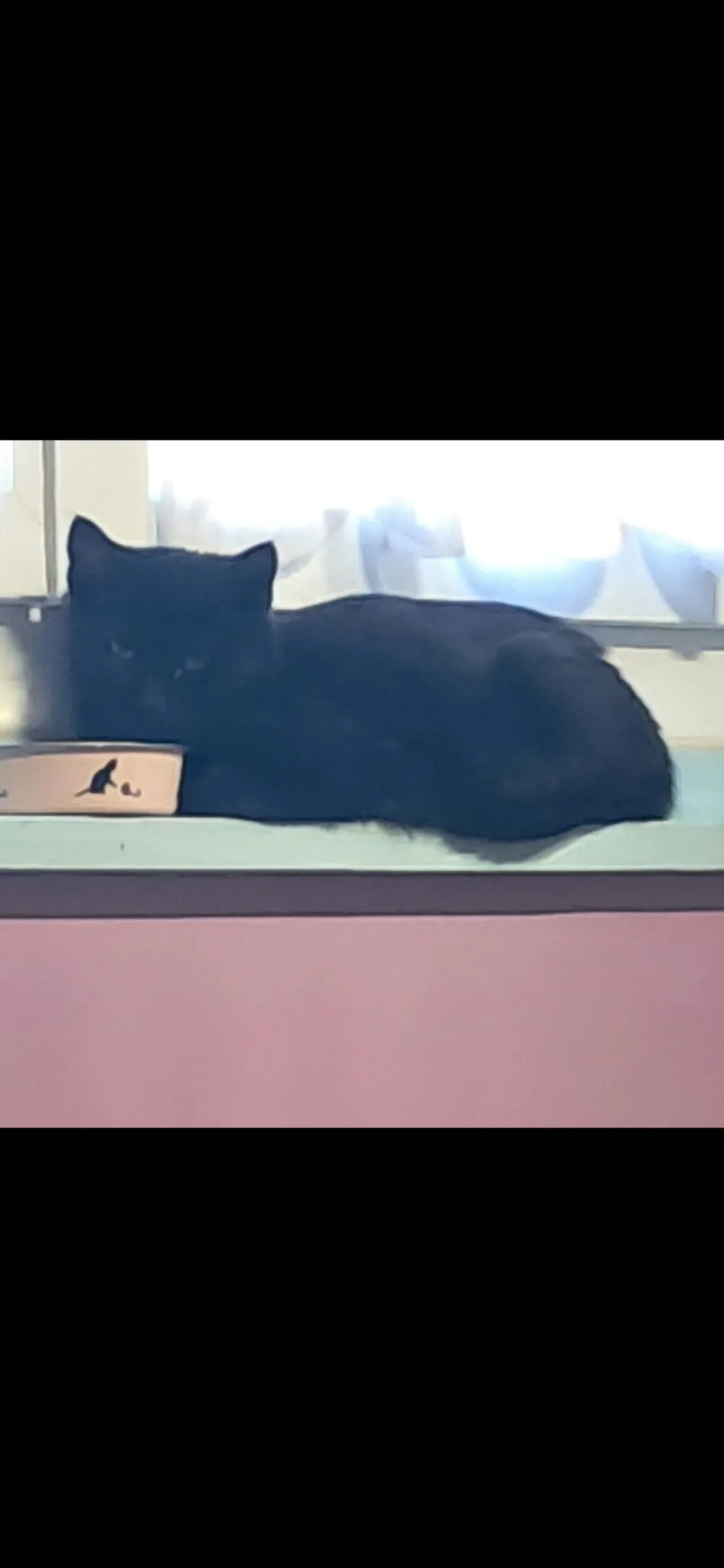 BAGHEERA, Chat à adopter à Argent-sur-Sauldre
