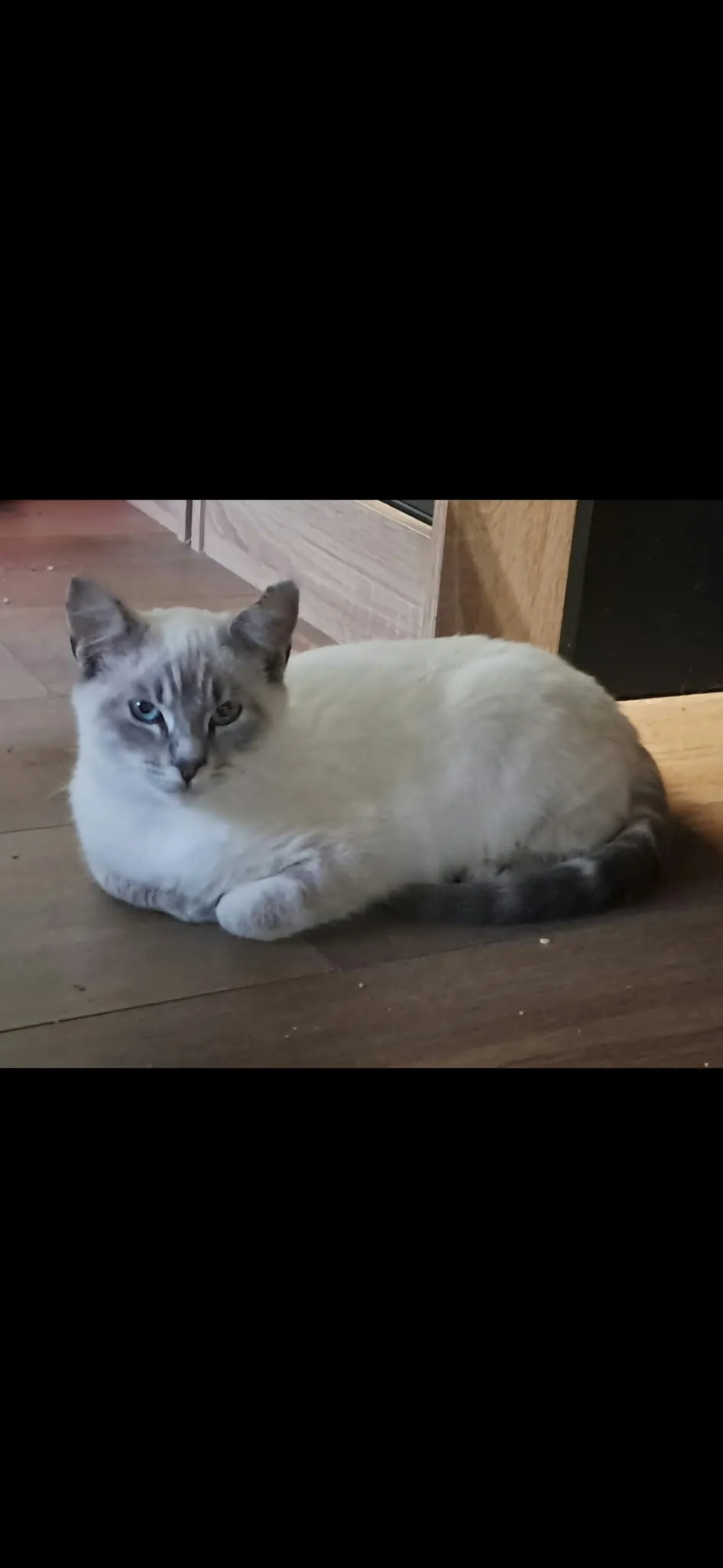 BALOO, Chat à adopter à Argent-sur-Sauldre