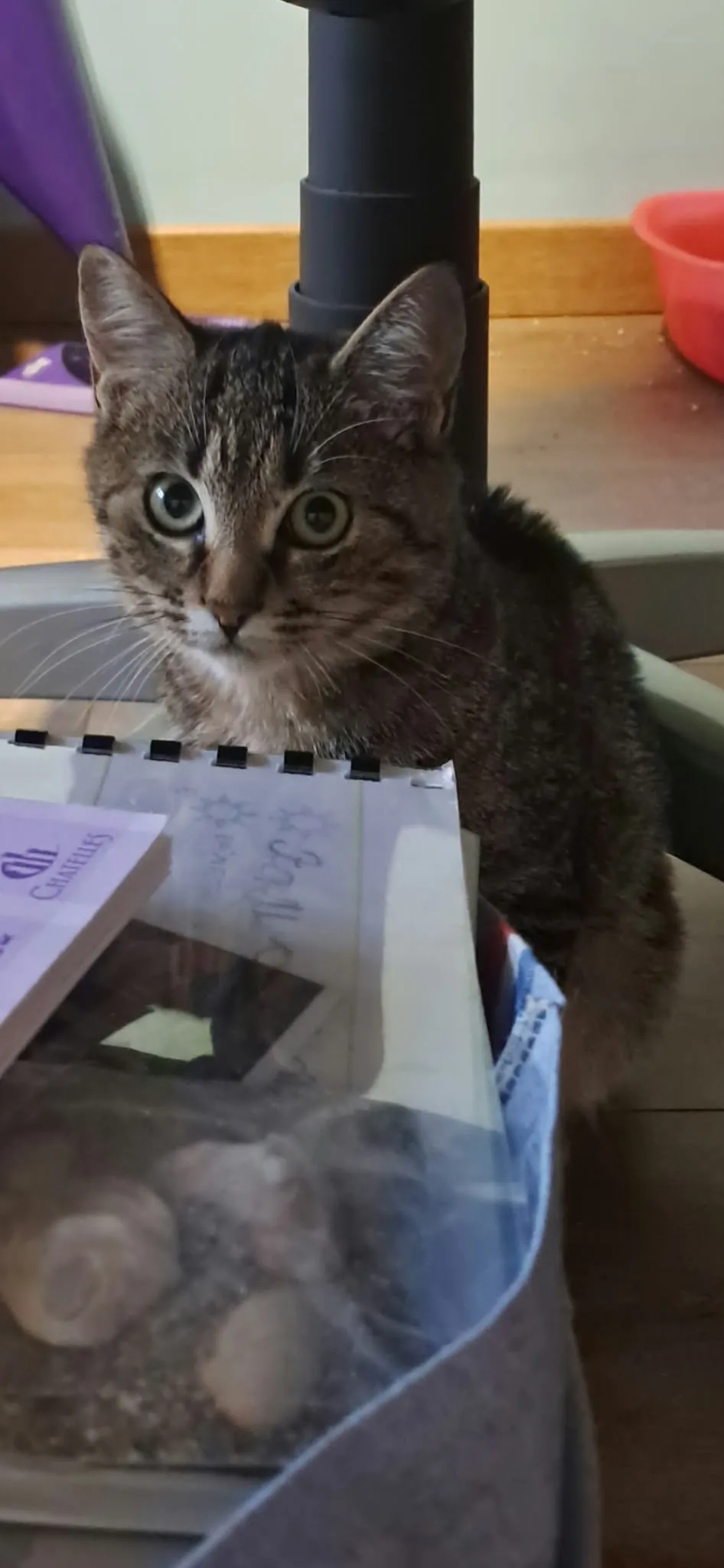 BIANCA, Chat à adopter à Argent-sur-Sauldre