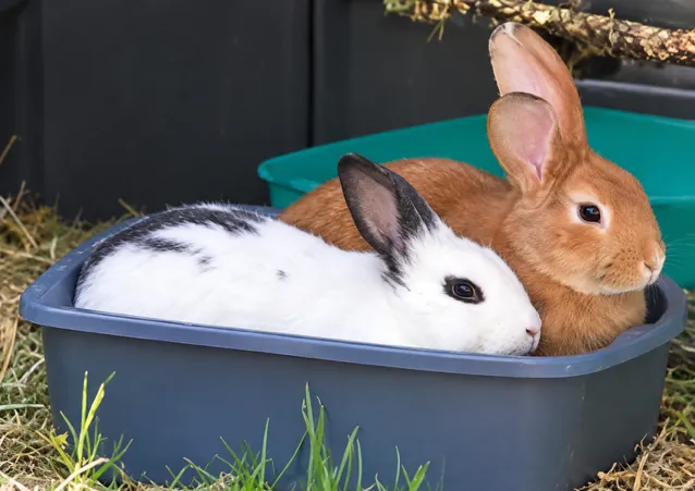 Rooky et Pissenlit, Lapin à adopter en Île-de-France