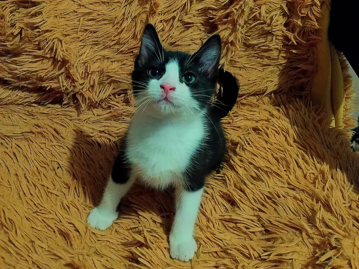 Dusk, Chat à adopter à Paris