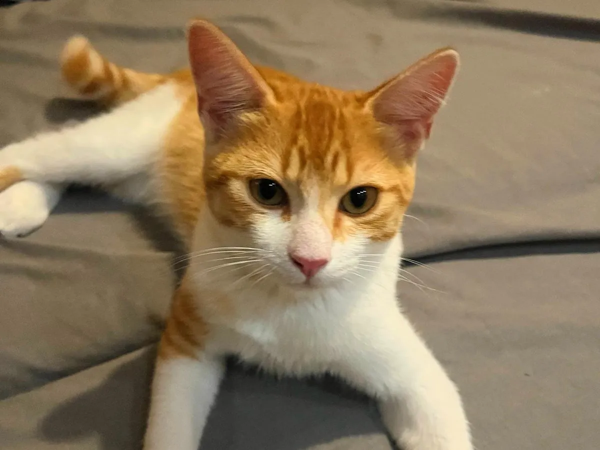Charly, Chat à adopter à Paris