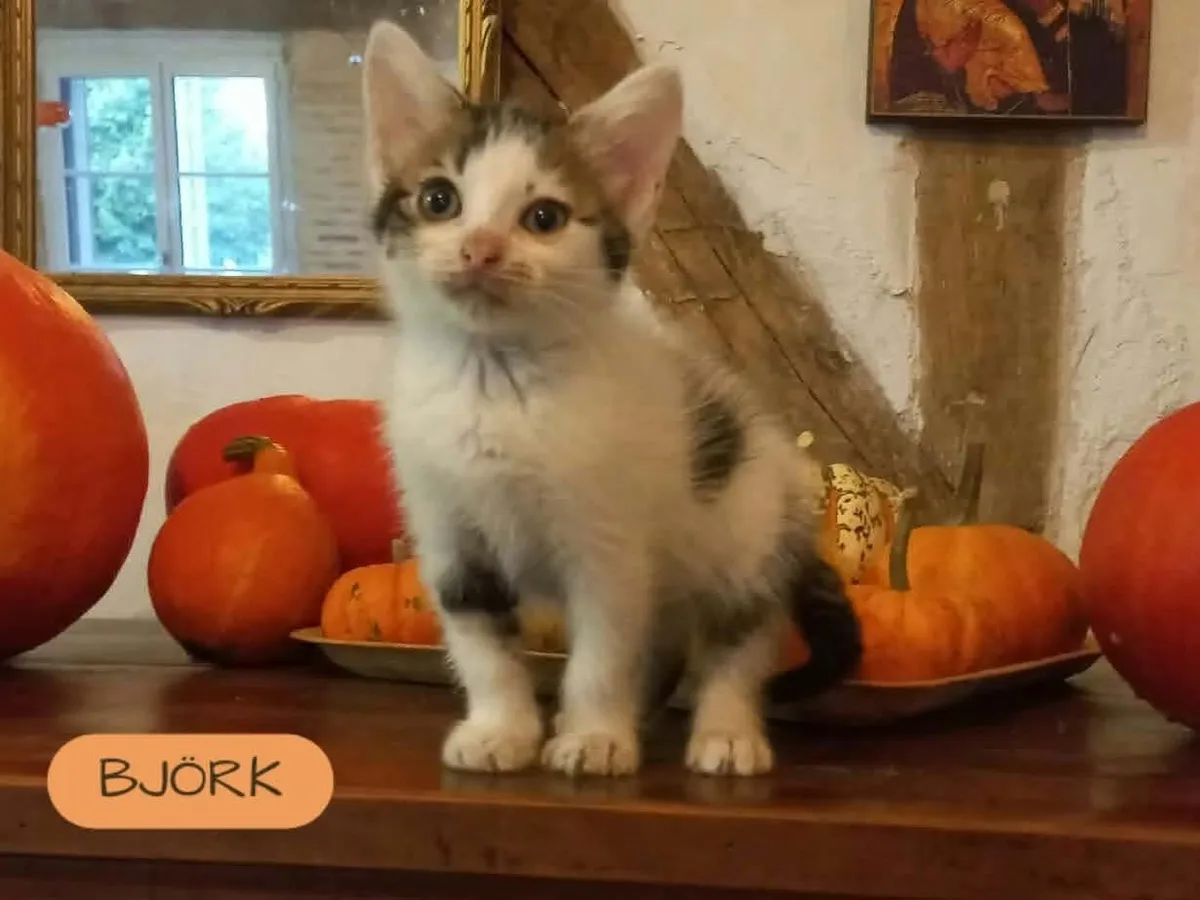BJÖRK, Chat à adopter en Centre-Val de Loire